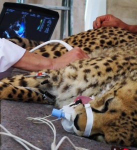 Un guépard examiné au zoo de la Palmyre dans le cadre du programme de dépistage  des cardiopathies lancé par le WLC group.